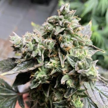 Семена конопли Auto White Widow Feminised Silver - 500 шт